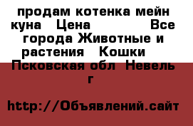 продам котенка мейн-куна › Цена ­ 35 000 - Все города Животные и растения » Кошки   . Псковская обл.,Невель г.